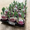 TULIPA 10 CM ROSA CAROLA 1X15