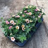 SURFINA 12 CM DEKKO SORBET MÅLSTA 1x8