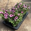 SURFINA 12 CM DEKKO ROSE VEIN MÅLSTA