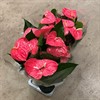 ANTHURIUM 14 CM COLORADO ROSA