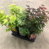ACER 15 CM PALMATUM MIX 1X6