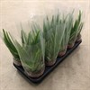ALOE 12 CM VERA 1X10
