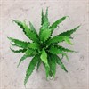 ASPLENIUM 11 CM ANTIQUM  1X9