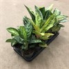 AGLAONEMA 12 CM GRÖN MIX 1X10