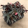 BEGONIA 12 CM MACULATA 1X8