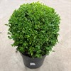 BUXUS 26 CM KLOT DIAM.30-33 CM