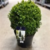 BUXUS 24 CM KLOT DIAM 28-30 CM