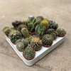 CACTUS 5.5 CM  MIX 1X20
