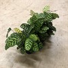 CALATHEA 12 CM MAKOYANA 1X10