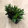 CALATHEA 12 CM RUFIBARBA  1X8
