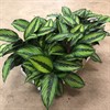 CALATHEA 11 CM BEAUTY STAR 1X9