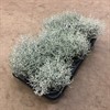 SILVERGIRLANG 10.5 CM  MARIESTAD 1x10
