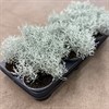 SILVERGIRLANG 10,5 CM  1X12