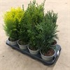 CONIFEREN 13 CM MIX 1X8