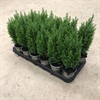 CHAMAECYPARIS  9 CM ELLWOODII 1X18