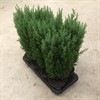 CHAMAECYPARIS 13 CM ELLWOODII 1X8
