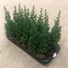 CHAMAECYPARIS  9 CM TOP POINT