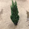 CHAMAECYPARIS 24 CM ELLWOODII 100 CM