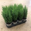 CHAMAECYPARIS 11 CM ELLWOODII VECKANS
