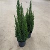 CHAMAECYPARIS 17 CM ELLWOODII 70-80 CM