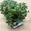 CISSUS 12 CM STRIATA BÅGE 1X8