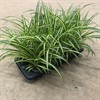 CHLOROPHYTUM 12 CM VARIEGATA 1X12