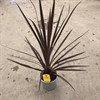 CORDYLINE 17 CM RED STAR 1X6