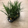 CORDYLINE 13 CM GRÖN INDIVISA PEKO 1X8