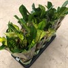 CODIAEUM 12 CM GOLDEN SUN 1X12