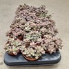 SEDUM 8.5 CM BODEAUXHEART 1X18