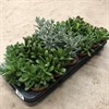 CRASSULA  8,5 CM MIX 1X18