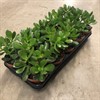 CRASSULA 12 CM OVATA 1X10