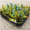 DIONEA 9 CM MUSCIPULA 1x12
