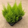 CUPRESSUS 11 CM GOLDCREST WILMA 1X9