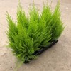 CUPRESSUS 10 CM GOLDCREST WILMA 1X12