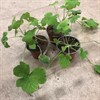 PELARGON 12 CM TOMENTOSA 1X10
