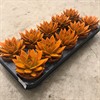 ECHEVERIA 10,5 CM MIRANDA ORANGE.