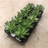 ECHEVERIA 11 CM AGAVOIDES 1X12