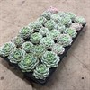 ECHEVERIA  6 CM ELEGANS 1X28