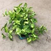 EPIPREMNUM 12 CM AUREUM 1X10