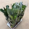FICUS 17 CM LYRATA 1X6