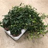 HEDERA 13 CM MEDIUM LONG 1X6
