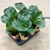 FICUS 11 CM LYRATA 1X9