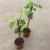 FICUS 19 CM CARICA BORNHOLM 1X1