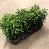 FICUS 12 CM BENJ. NATASJA JUTE 1X10