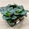 FICUS 11 CM ELASTICA SOFIA 1X9