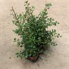 FICUS 17 CM DELTOIDEA  1X6