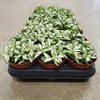 FITTONIA 8,5 CM VITA SORTER 1X21