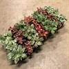 FITTONIA 8,5 CM MIX SORTER 1X21