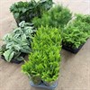 GRÖNVÄXTER 12 CM MIX 5 LÅDOR VECKANS